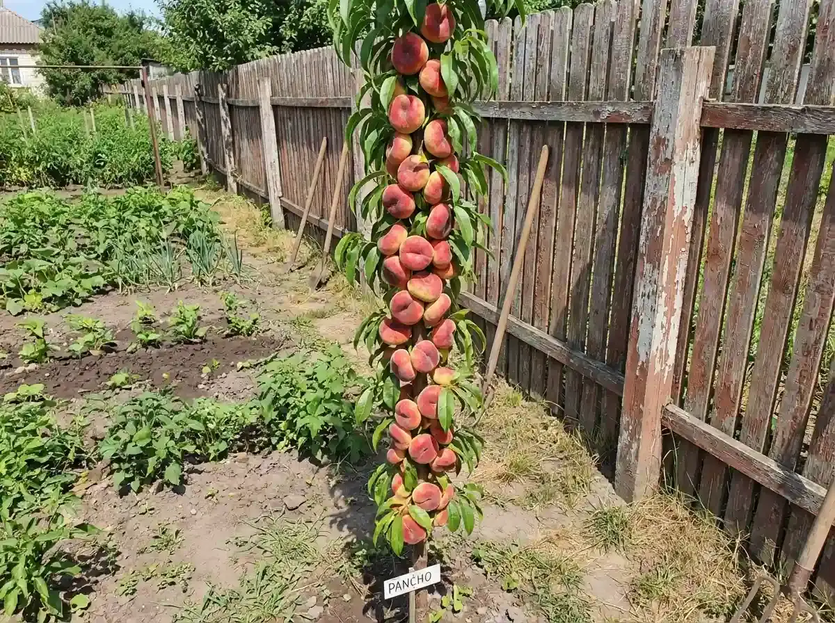 Персик Панчо